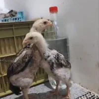 فروش چهار عدد جوجه شامو‌ (لاری ) یک ماهه|حیوانات مزرعه|ارژن, |دیوار