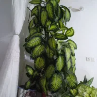 فروش گل به قیمت توافقی