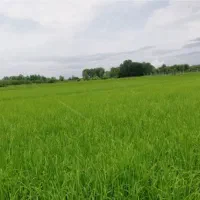 زمین-2500-متری-معاوضه