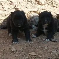 واگذاری قهدرینجونی ذات دار