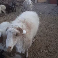 قوچ|حیوانات مزرعه|سربیشه, |دیوار