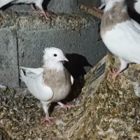 کبوتر طوقی قیمت 450الی 550|حیوانات مزرعه|خورموج, |دیوار