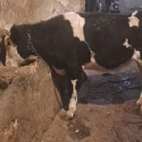 گوساله ماده هلشتاین|حیوانات مزرعه|شازند, |دیوار
