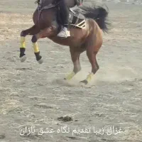 اسب|اسب و تجهیزات اسب‌سواری|تویسرکان, |دیوار