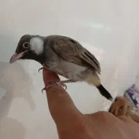 گم شده