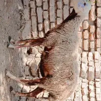 گوسفند،بره جوان