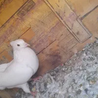 سه عدد کبوتر|پرنده|بیلوار, |دیوار