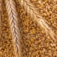 بذر گندم