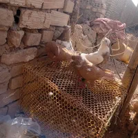 ۳۰ عدد رنگی قیمت مناسب