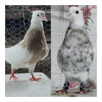 کبوتر طوقی جفت نر شکلاتی ماده کارتنی