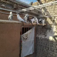 بوم کبوتر|پرنده|مبارکه, |دیوار