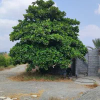 باغ مخصوص ویلا|فروش خانه و ویلا|رودان, |دیوار