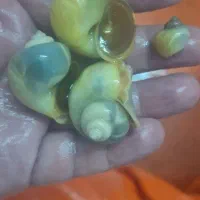 ماهی  زبرا و فایتر|ماهی|تهران, امام خمینی|دیوار