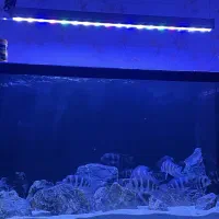 نور آکواریوم اپلیکیشن دار