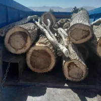 خریدار درخت