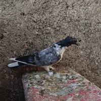 کفتر غریب گیری