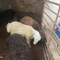 گوسفندوبره چاق|حیوانات مزرعه|علیآباد کتول, |دیوار