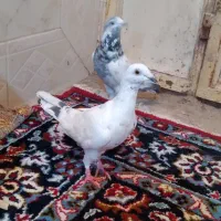 اسباب بازی کبوتر ۲ تا