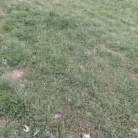 فروش پیاز زعفران