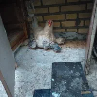 مرغ همراه جوجه و خروس