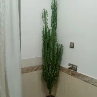 گل وگلدان|گل و گیاه طبیعی|بانه, |دیوار