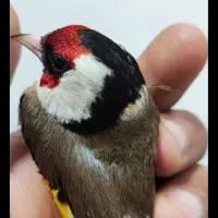 معاوضه سهره با انگشتر نقره