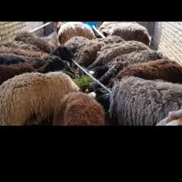 میش جوان و درشت