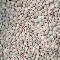 حبوبات و خشک بار انواع لوبیا|عمدهفروشی|بهمن, |دیوار