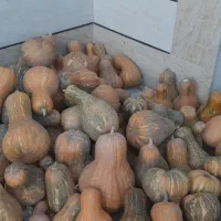 آبغوره خالص . کدو حلوایی|خوردنی و آشامیدنی|تاکستان, |دیوار