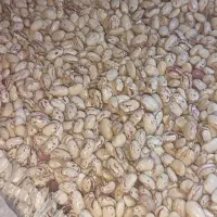 لوبیا چیتی پاکوتا ضمانتی
