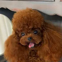 سگ جیبی|سگ|اصفهان, شاه پسند|دیوار