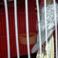 سه تا جوجه عروس تازه دونه خور شدن. نژاد سیامون|پرنده|مشهد, رده|دیوار