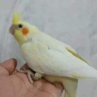 جوجه عروس هلندی