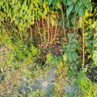 نهالستان|خدمات باغبانی و درختکاری|مشهد, توس فردوسی|دیوار