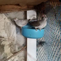 کبوتر تزیینی زینتی