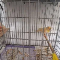 قناری موزایکی|پرنده|نوشین شهر, |دیوار