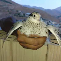 بلدرچین ژاپنی (تولید کننده روستایی)