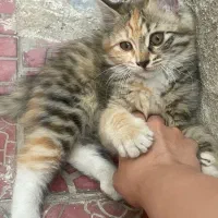 واگذاری دوتا گربه