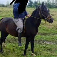 اسب عرب 3سال