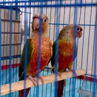 جفت گرینچیک کارداده نرفول فول دستی بازی گوش