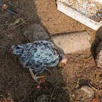 فروش خروس پنج ماهه|حیوانات مزرعه|املش, |دیوار