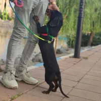 سگ سوسیسی
