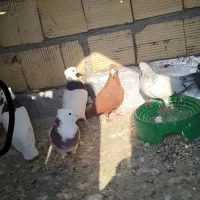 کفتر|پرنده|رامهرمز, |دیوار