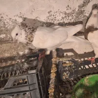 کبوتر طوقی