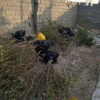 بادام دیم دوساله|خدمات باغبانی و درختکاری|پاکدشت, پاکدشت (مامازند)|دیوار