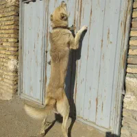 سگ سرابی گله ای