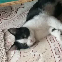 بچه گربه خوشگل و بازیگوش