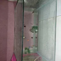 آکواریوم و ماهی