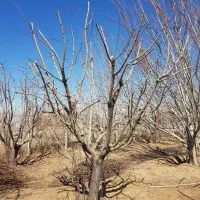 هرس پاکنی درخت سمپاشی چال کود