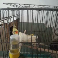 فروش جفت مولد عروس هلندی و برزیلی|پرنده|جهرم, |دیوار